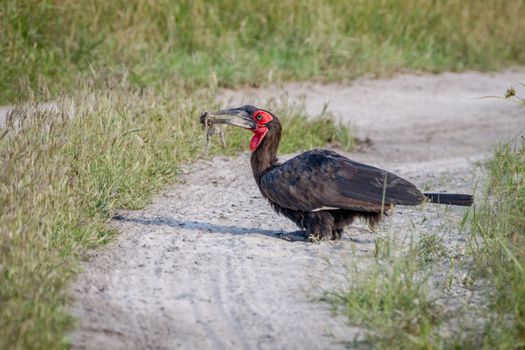 Southern ground hornbill with a frog kill in the Chobe National Park, Botswana.