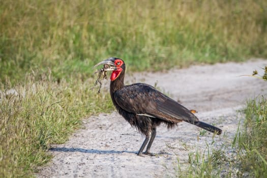 Southern ground hornbill with a frog kill in the Chobe National Park, Botswana.