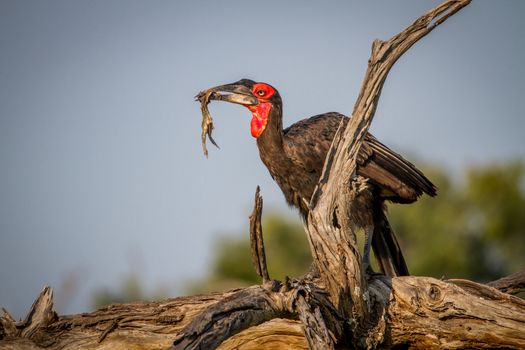 Southern ground hornbill with a frog kill in the Chobe National Park, Botswana.