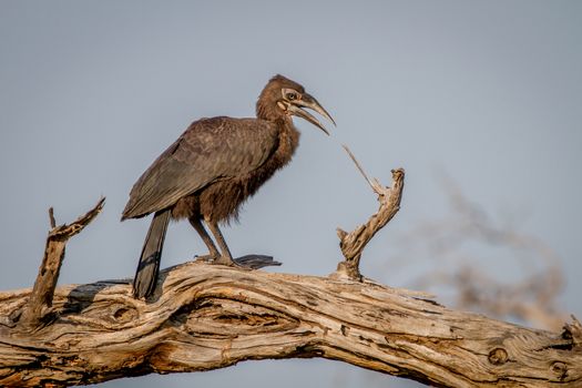 Juvenile Southern ground hornbill sitting in a tree in the Chobe National Park, Botswana.