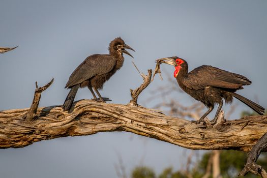 Southern ground hornbill feeding frog to juvenile in the Chobe National Park, Botswana.