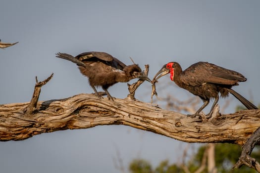Southern ground hornbill feeding frog to juvenile in the Chobe National Park, Botswana.