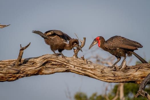 Southern ground hornbill feeding frog to juvenile in the Chobe National Park, Botswana.