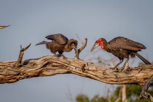 Southern ground hornbill feeding frog to juvenile in the Chobe National Park, Botswana.