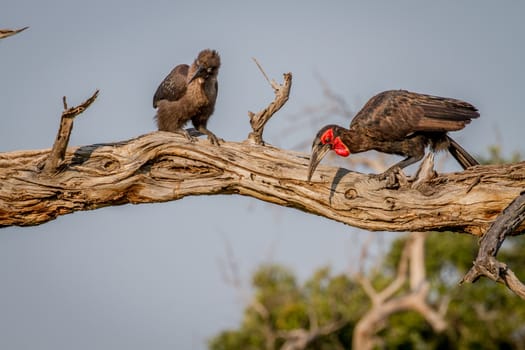 Two Southern ground hornbills on a branch in the Chobe National Park, Botswana.