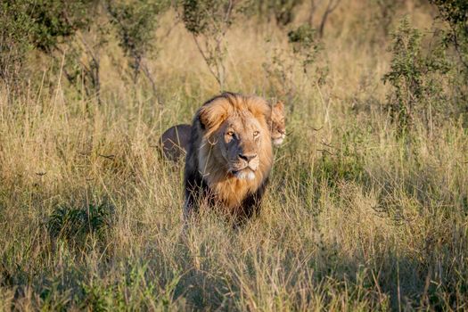 Big male Lion walking in the high grass in the Chobe National Park, Botswana.