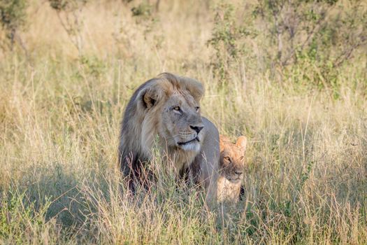 Big male Lion walking in the high grass in the Chobe National Park, Botswana.