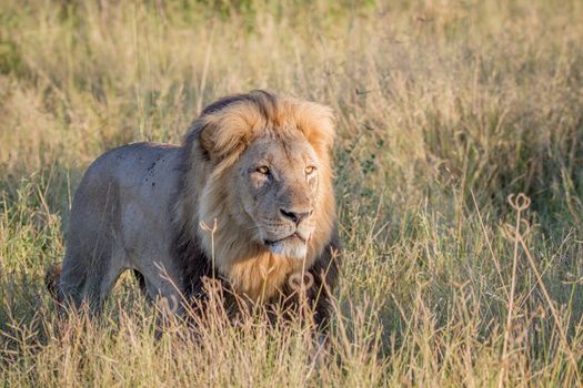 Big male Lion walking in the high grass in the Chobe National Park, Botswana.