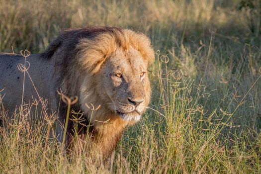 Big male Lion walking in the high grass in the Chobe National Park, Botswana.