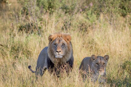 Mating couple of Lions standing in the grass in the Chobe National Park, Botswana. 