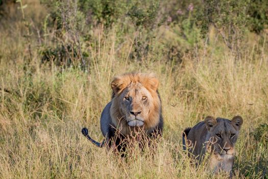 Mating couple of Lions standing in the grass in the Chobe National Park, Botswana. 