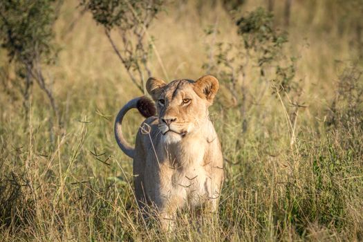 Lion standing in the grass in the Chobe National Park, Botswana.