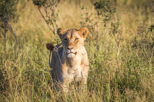 Lion standing in the grass in the Chobe National Park, Botswana.