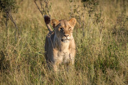 Lion standing in the grass in the Chobe National Park, Botswana.