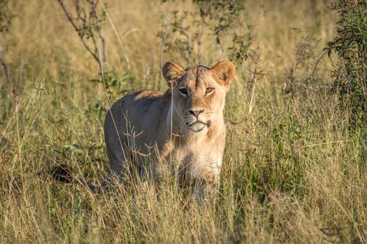 Lion standing in the grass in the Chobe National Park, Botswana.