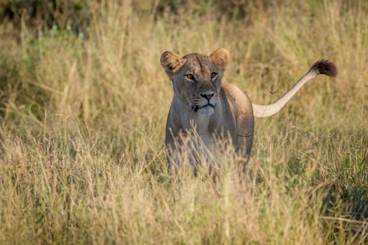 Lion standing in the grass in the Chobe National Park, Botswana.