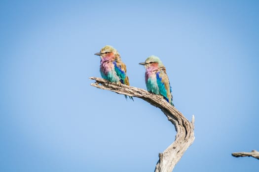 Two Lilac-breasted rollers sitting on a branch in the Chobe National Park, Botswana.