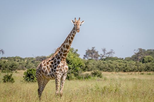 Giraffe starring at the camera in the Chobe National Park, Botswana.