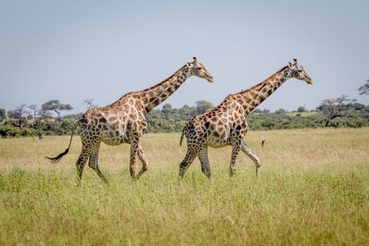 Two Giraffes walking in the grass in the Chobe National Park, Botswana.