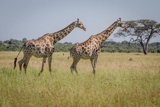 Two Giraffes walking in the grass in the Chobe National Park, Botswana.