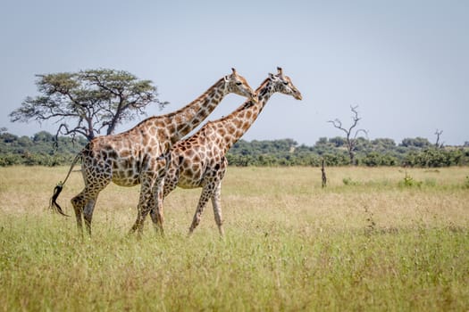 Two Giraffes walking in the grass in the Chobe National Park, Botswana.