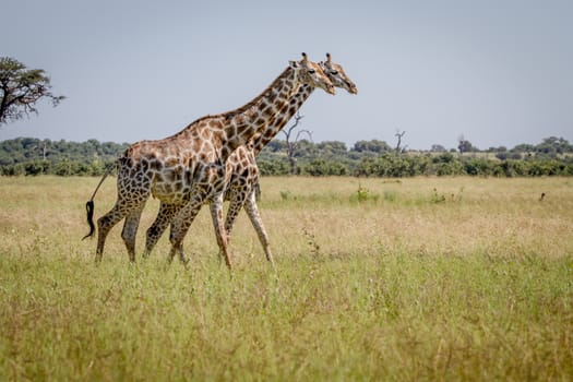 Two Giraffes walking in the grass in the Chobe National Park, Botswana.