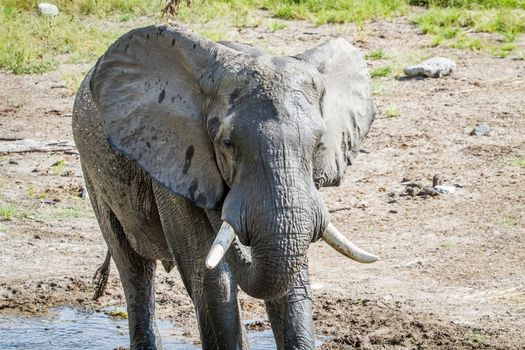 Elephant drinking from a water puddle in the Chobe National Park, Botswana.