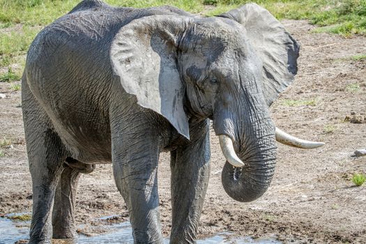 Elephant drinking from a water puddle in the Chobe National Park, Botswana.