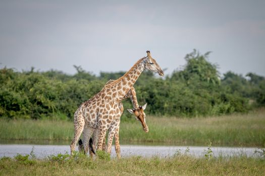 Two Giraffes necking in the Chobe National Park, Botswana.