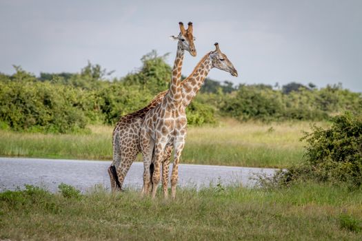 Two Giraffes standing in the grass in the Chobe National Park, Botswana.