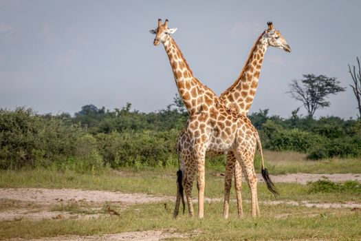 Two Giraffes standing in the grass in the Chobe National Park, Botswana.