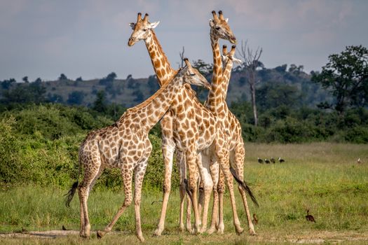 Group of Giraffes standing in the grass in the Chobe National Park, Botswana.