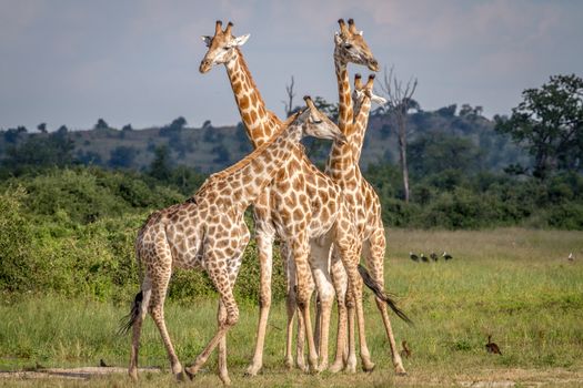 Group of Giraffes standing in the grass in the Chobe National Park, Botswana.