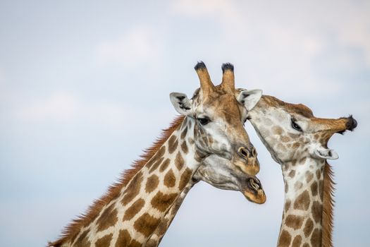 Close up of three Giraffes in the Chobe National Park, Botswana.