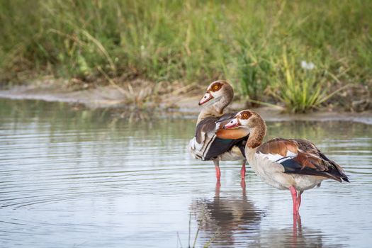 Two Egyptian geese standing in the water in the Chobe National Park, Botswana.