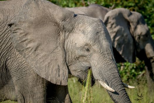 Elephant eating grass in the Chobe National Park, Botswana.