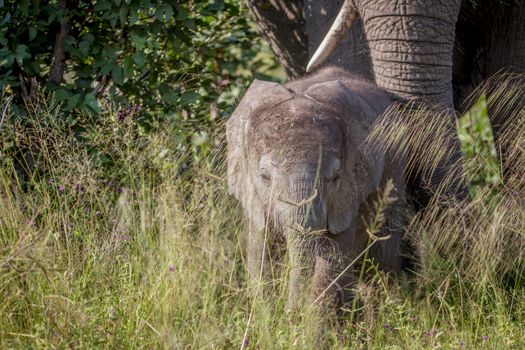 Baby Elephant in between the high grass in the Chobe National Park, Botswana.