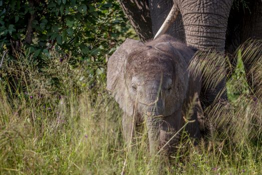 Baby Elephant in between the high grass in the Chobe National Park, Botswana.