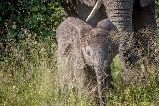 Baby Elephant in between the high grass in the Chobe National Park, Botswana.