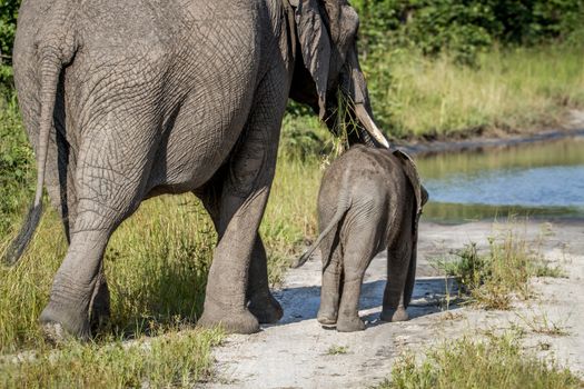 Mother and baby Elephant walking away from the camera in the Chobe National Park, Botswana.