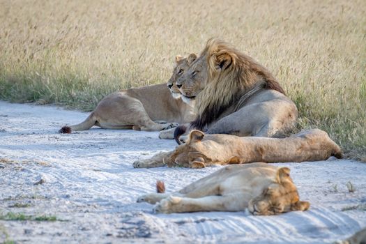 Pride of Lions laying in the sand in the Chobe National Park, Botswana.