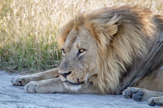 Close up of a male Lion laying in the sand in the Chobe National Park, Botswana.
