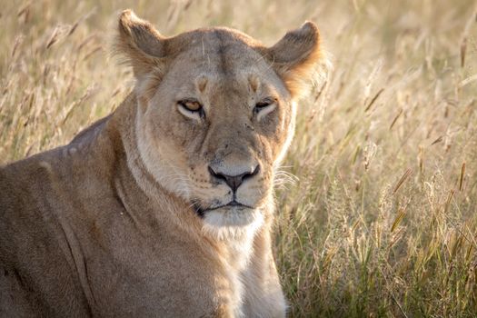 Close up of a female Lion in the Chobe National Park, Botswana.