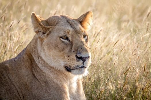 Close up of a female Lion in the Chobe National Park, Botswana.