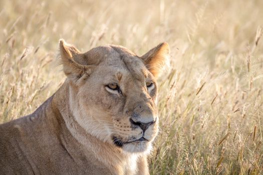 Close up of a female Lion in the Chobe National Park, Botswana.
