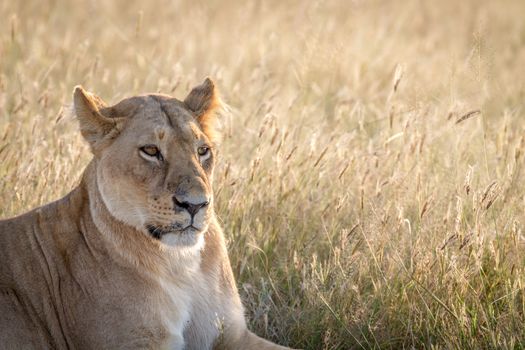 Close up of a female Lion in the Chobe National Park, Botswana.