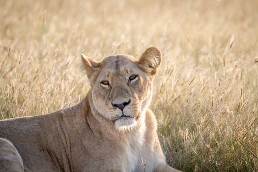 Close up of a female Lion in the Chobe National Park, Botswana.