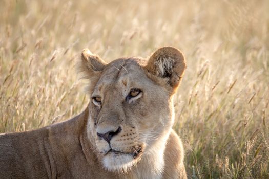 Close up of a female Lion in the Chobe National Park, Botswana.