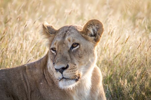 Close up of a female Lion in the Chobe National Park, Botswana.