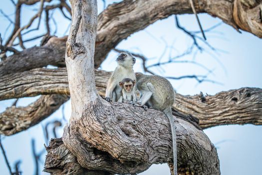 Family of Vervet monkeys sitting in a tree in the Chobe National Park, Botswana.